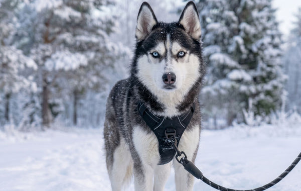 Photo chien