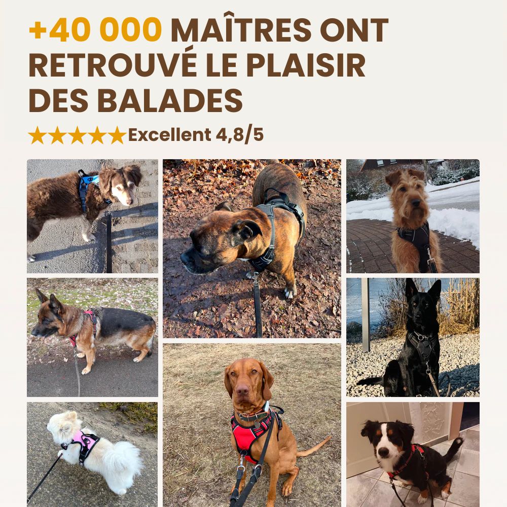 Laisse élastique 1m40 pour chien