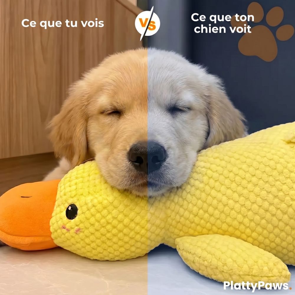 Canard anti-stress