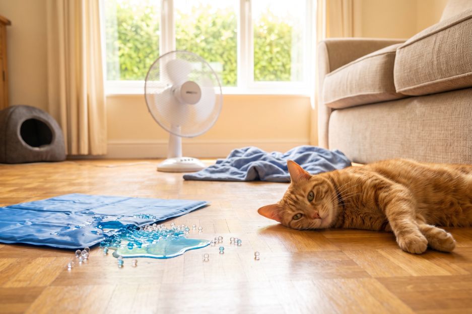 VOTRE CHAT NE PEUT PAS TRANSPIRER