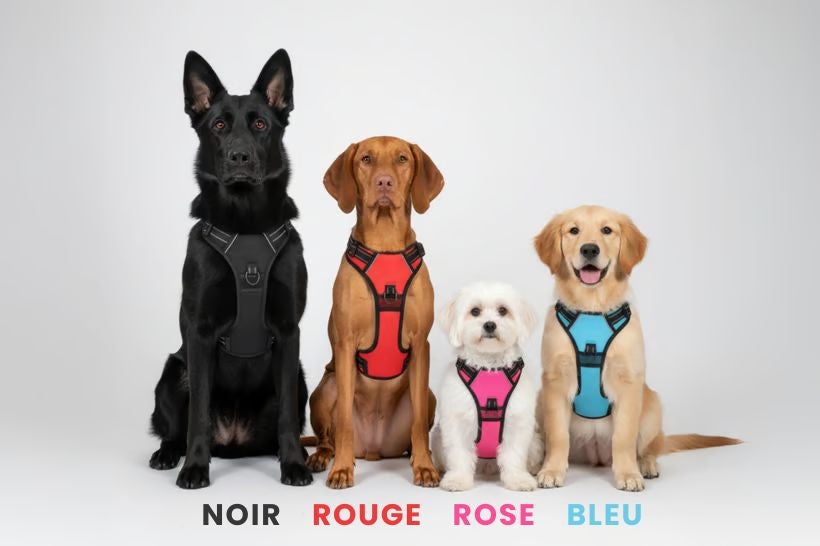 QUELLE COULEUR CONVIENT À VOTRE CHIEN PRÉFÉRÉ ?