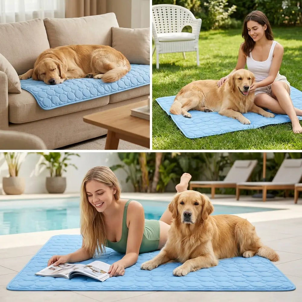 6. Partout où votre chien va.