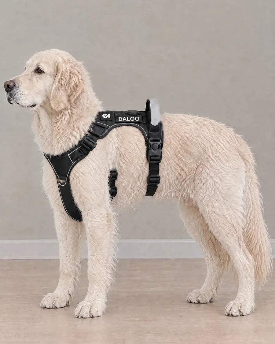 Un Golden Retriever de profil avec le harnais, son passepoil réfléchissant et le patch à son prénom