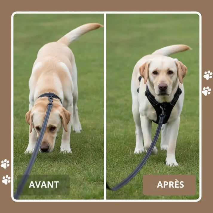 HARNAIS ANTI-TRACTION PLATTYPAWS
